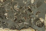 Polished Ammonite (Promicroceras) Slab - Marston Magna Marble #211331-1
